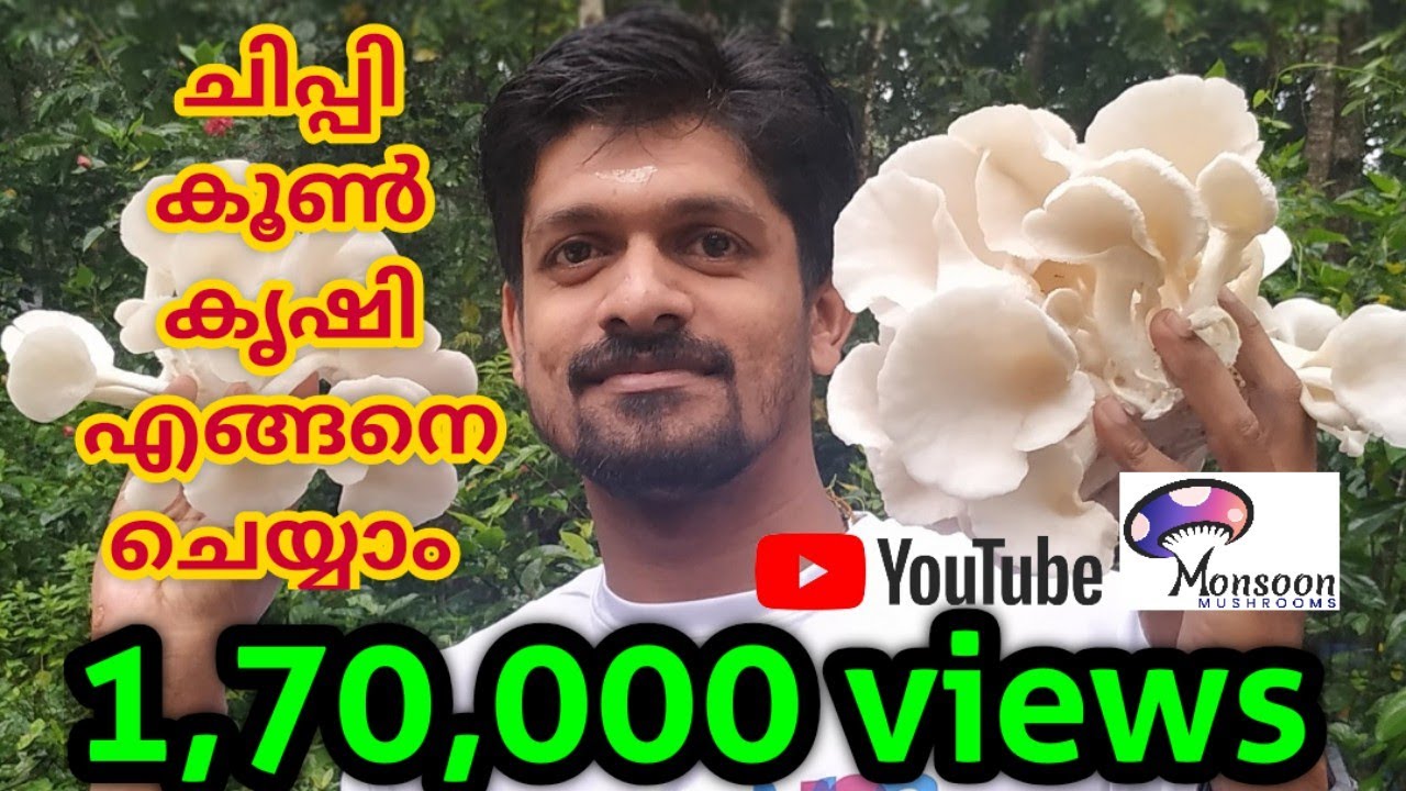 ചിപ്പിക്കൂൺ കൃഷി എങ്ങനെ ചെയ്യാം.. #Rahulgovind