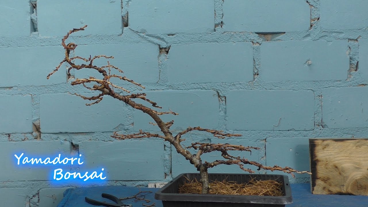 yamadori Bonsai Lärche, die Erstgestaltung