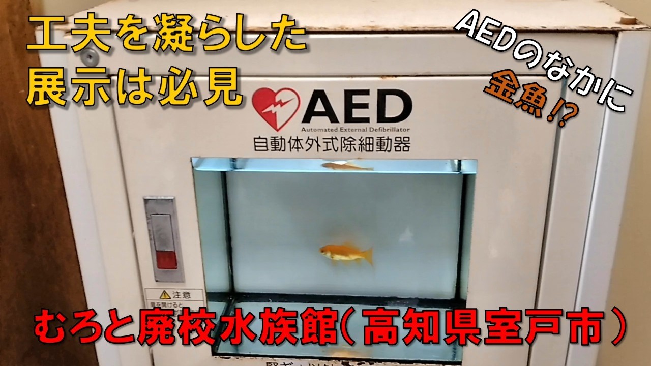 【むろと廃校水族館】（高知県室戸市）　高知県おすすめ水族館　工夫を凝らした展示は必見　我々が泳ぐプールにまさかの生物　万が一倒れても…助けのAEDは金魚？　小学校を改装した造り　人体模型がお出迎え