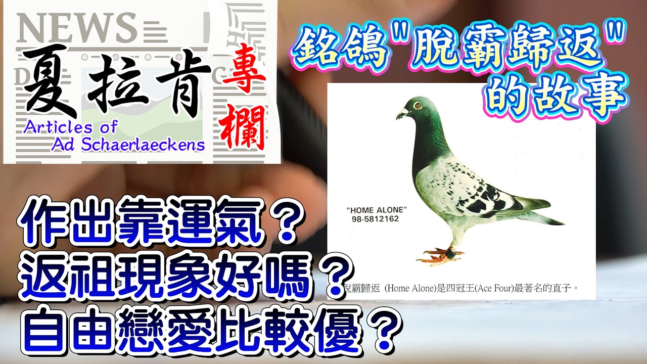 賽鴿情報員之夏拉肯專欄：作出靠運氣？返祖現象好嗎？自由戀愛比較優？…
