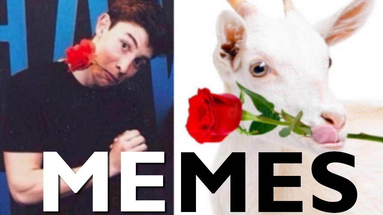 The BEST Shawn Mendes Animal MEMES ever!