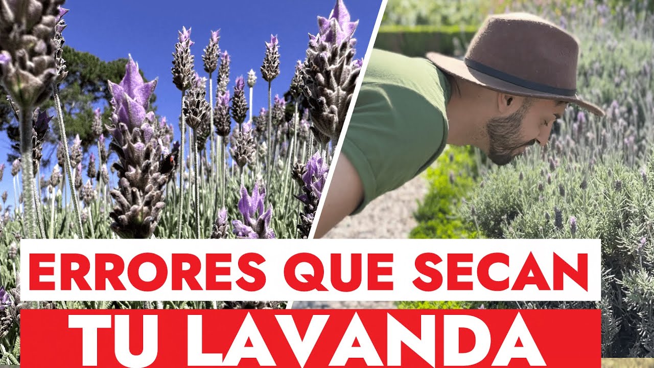 No Pierdas Más Una LAVANDA! Evite Estos 5 Errores Al Plantar LAVANDA