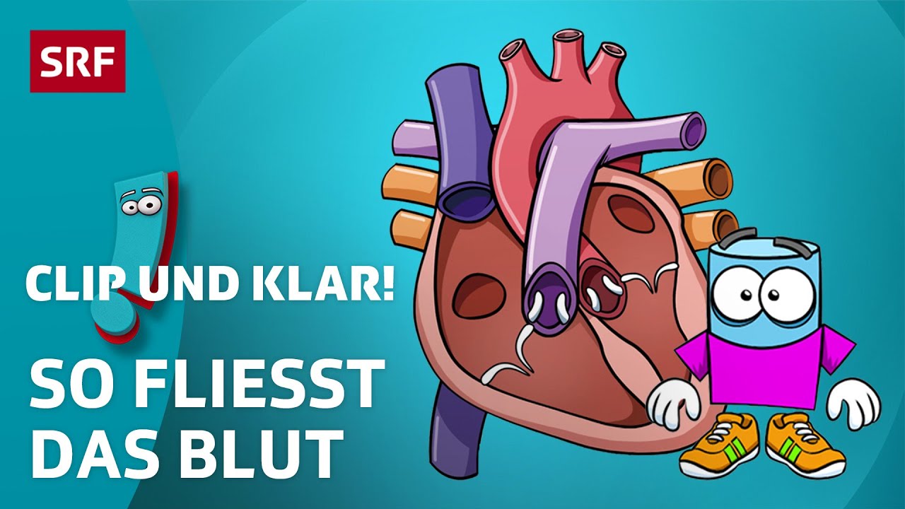 Wie funktioniert der Blutkreislauf? | SRF Kids – Clip und klar! | Für Kinder erklärt