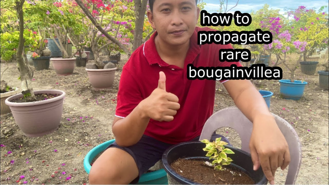 how to propagate rare bougainvillea using icu and grafting method