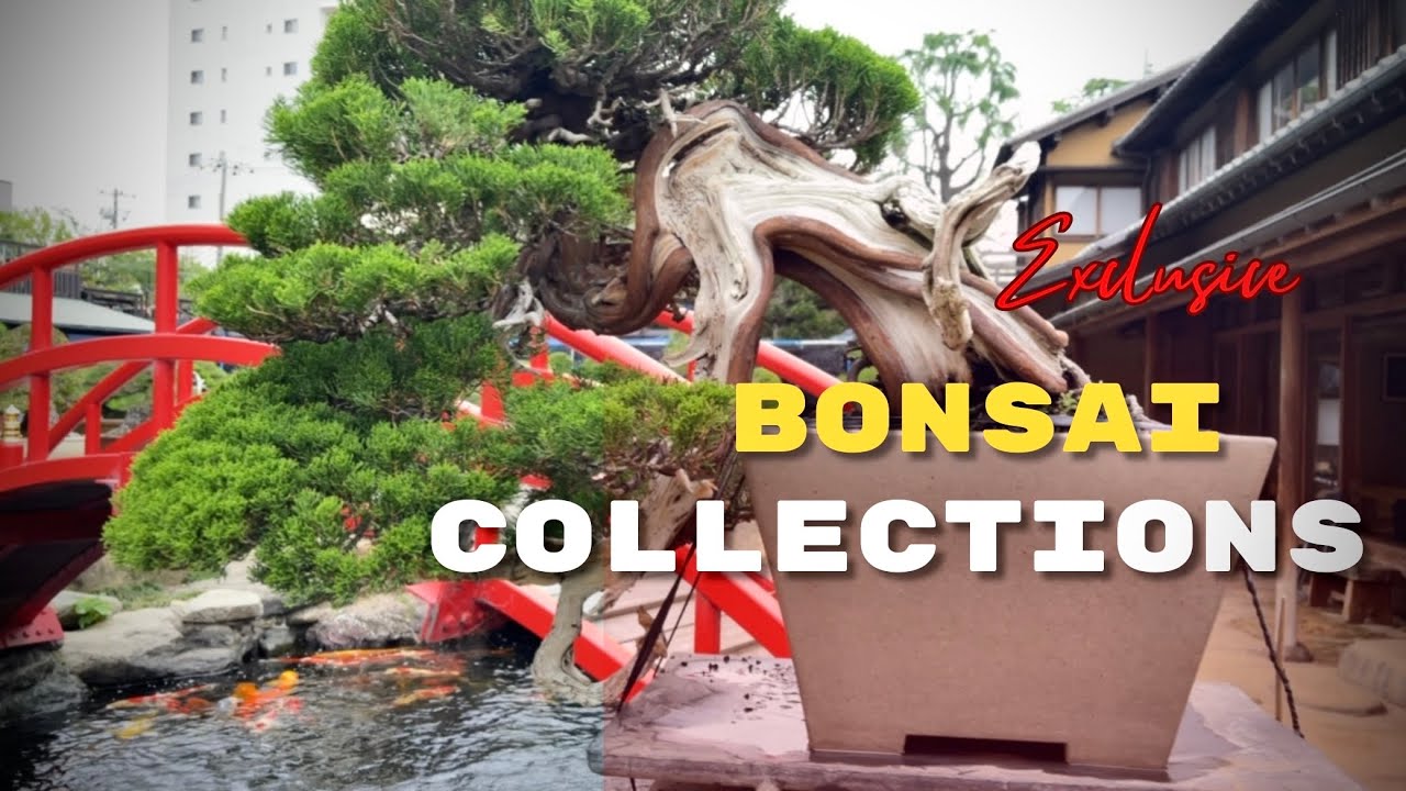 The beautiful bonsai collection of Master KUNIO KOBAYASHI #bonsai #bonsaiworld #盆栽 #bonsaiindonesia