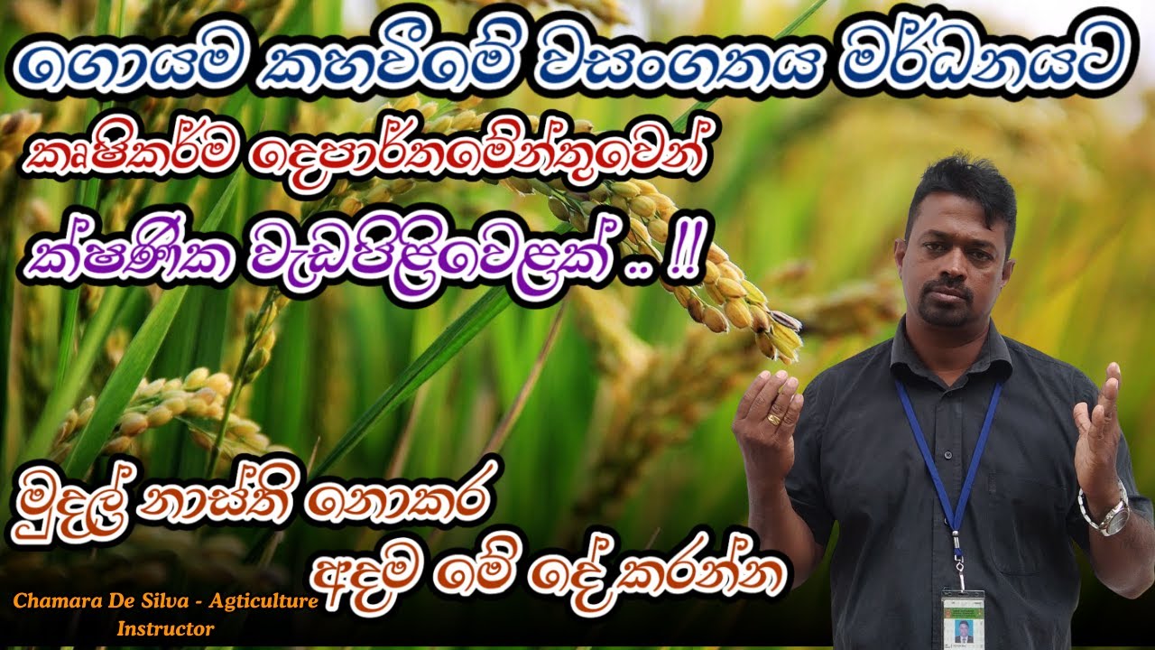 ඔබේ ගොයමත් කහ වෙලාද .. ?  | මුදල් නාස්ති නොකර අදම මේ දේ කරන්න