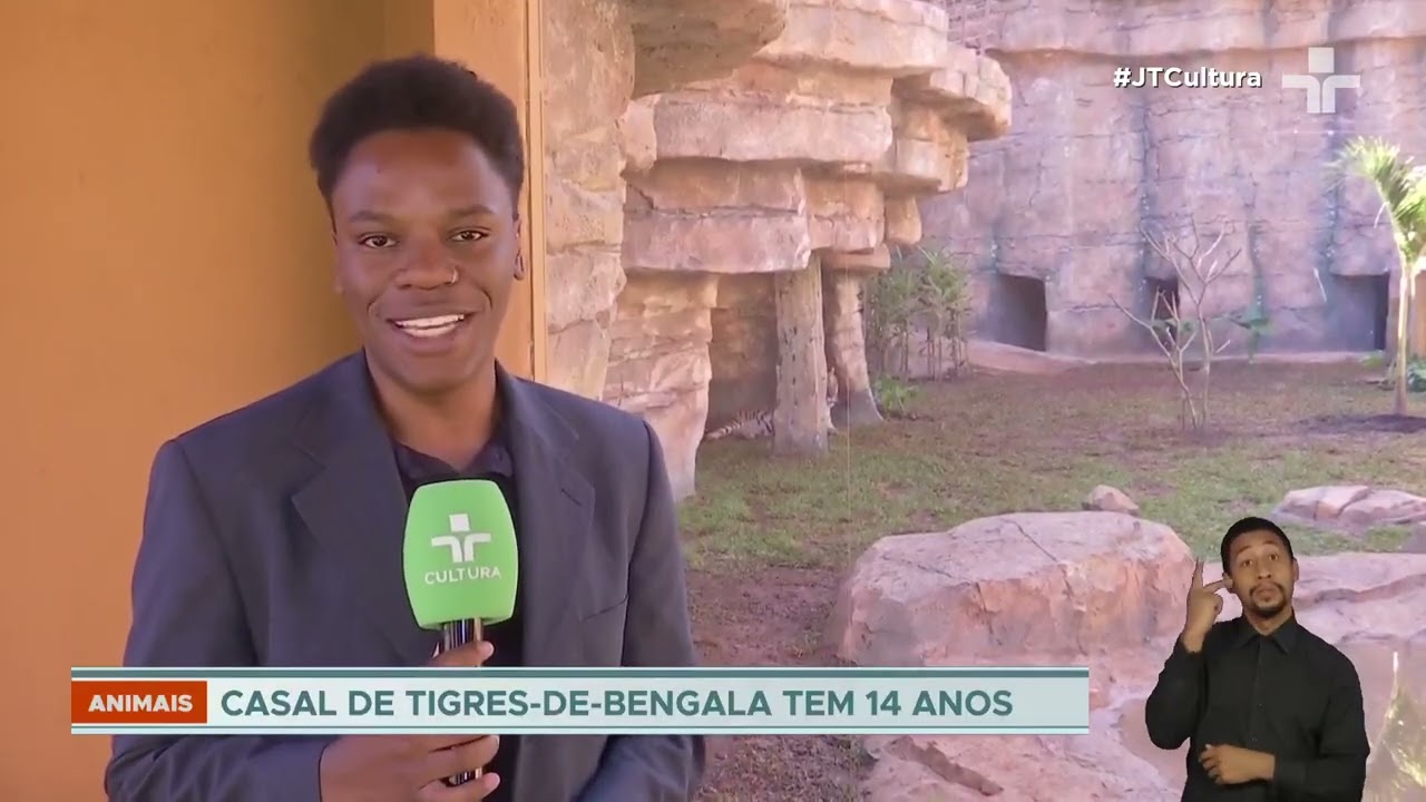 Chegam ao Zoológico de São Paulo novos tigres de Bengala para visitação