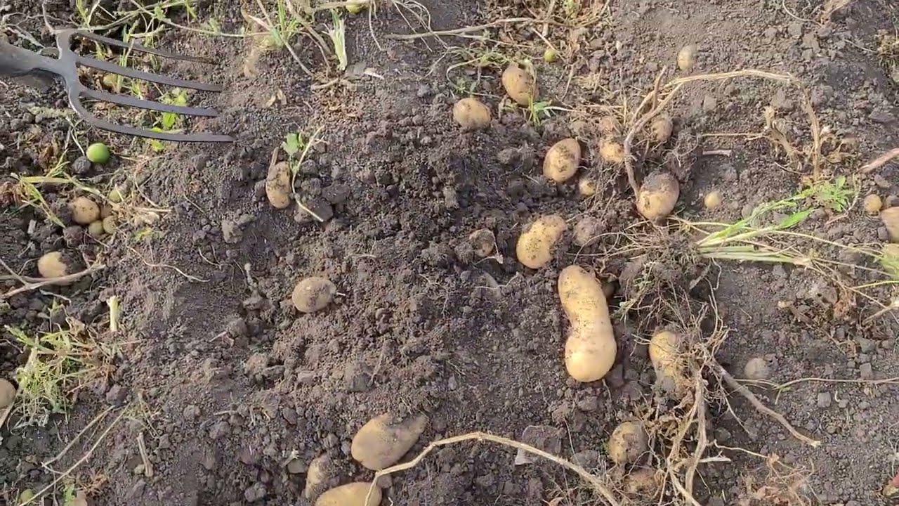 Урожай 2022. Картоха.#shorts
