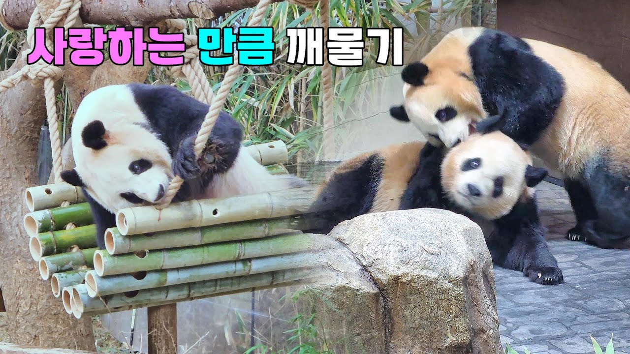 해방기념 해먹에서 아이바오 신이난 만큼 깨물고 루이바오 후이바오 우애가 넘치는 만큼 깨물기