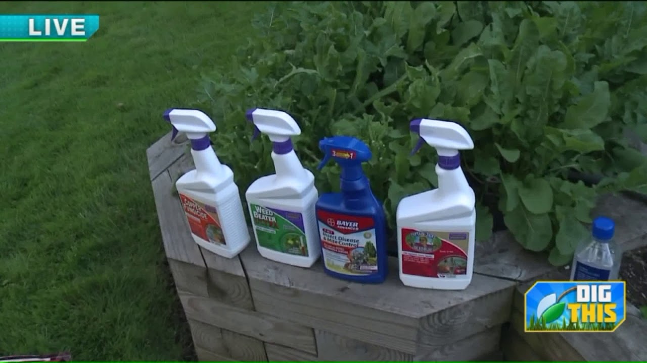 Dig This: AJ Petitti gives an update on the garden