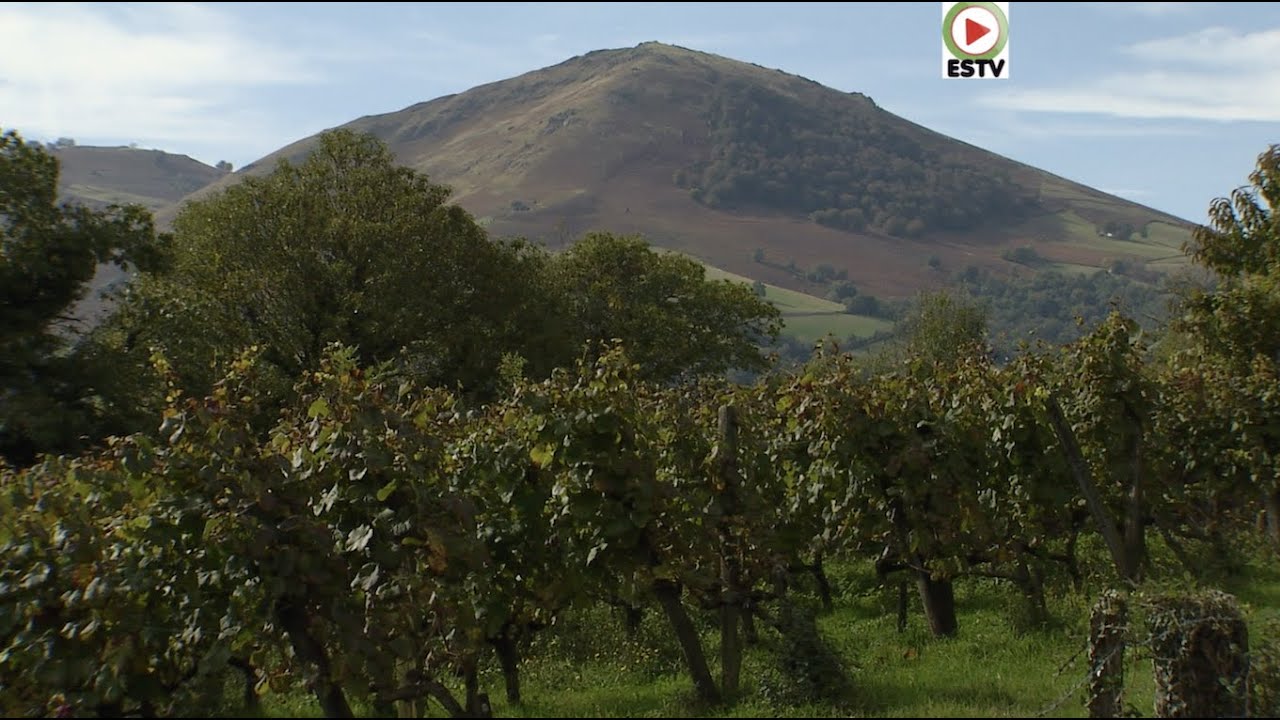 IROULEGUY  | 🍷 Les Vignes du Pays Basque - EUSKADI SURF TV