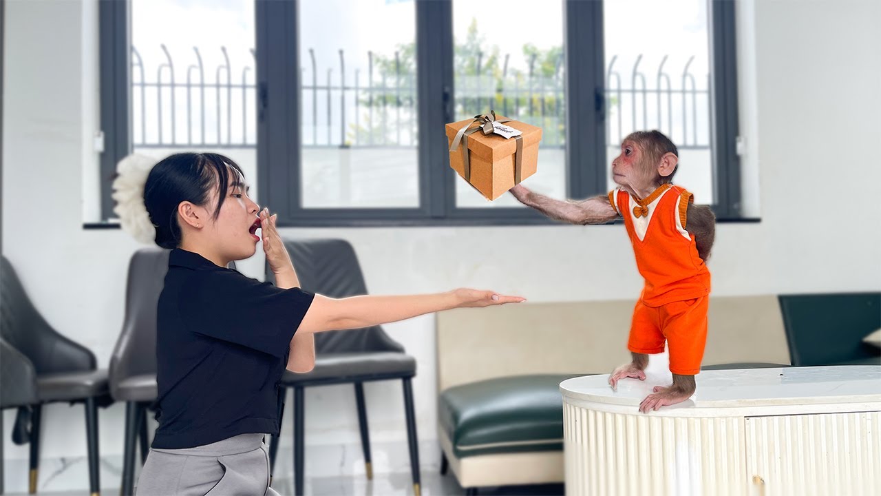 Monkey Cubis Shocks Everyone by Giving a Meaningful Gift to Aunt – What’s the Story?