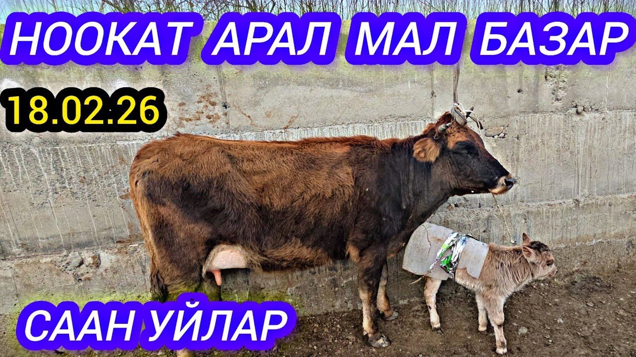НООКАТ АРАЛ МАЛ БАЗАР СААН УЙЛАР БООЗ КЫСЫР 18.02.26 #байкж