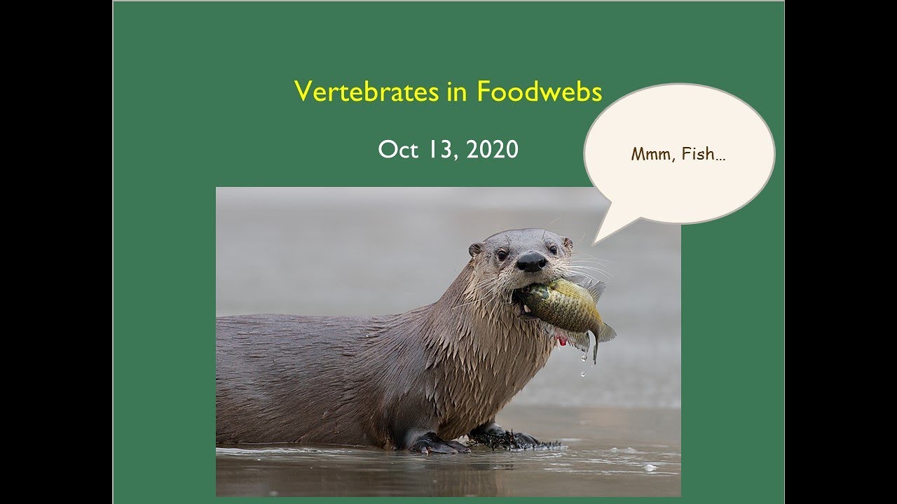 ENVR 343 10 13 20 Vertebrates in Food Webs