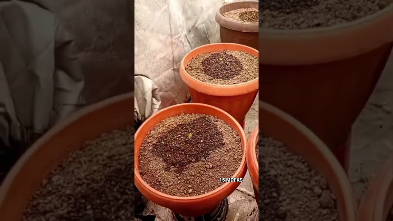 cultiv&oacute; indoor 