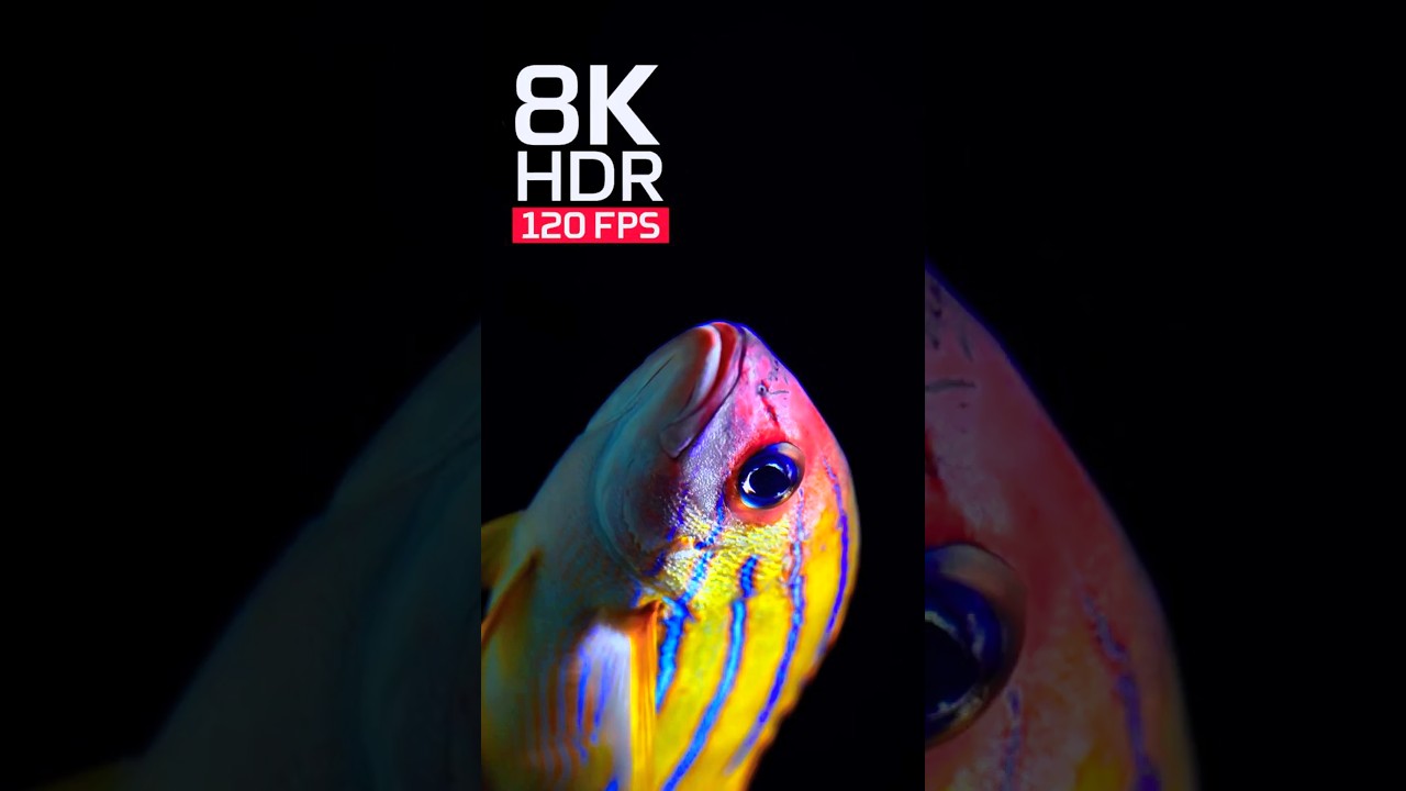 Ocean Fish Underwater 🌊🐠 | Stunning Marine Life in 4K