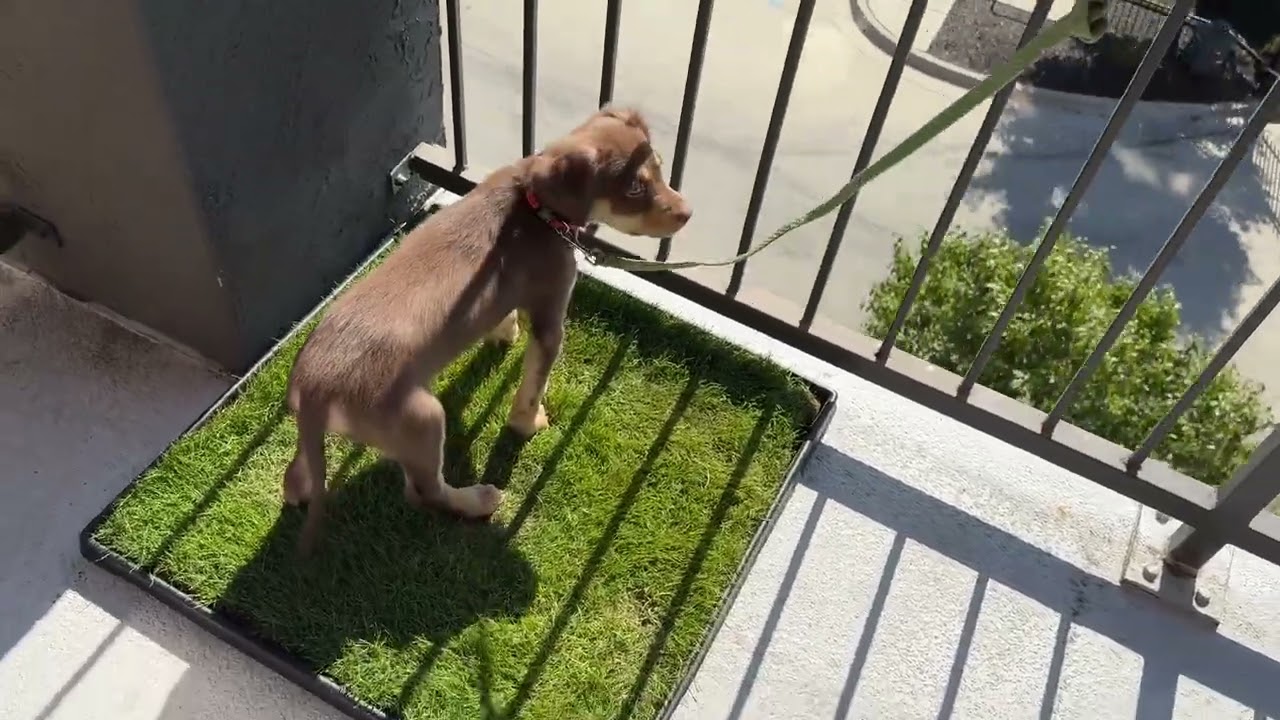 Fresh Patch Real Grass Review &ndash; Natural Indoor Potty Solution for Dogs & Cats