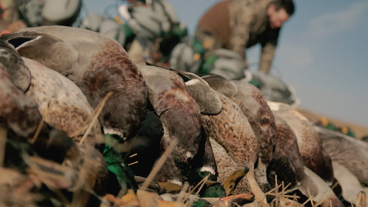 Duck Hunting in Alberta