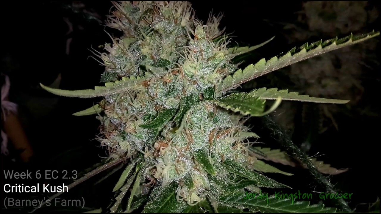 S1: Gavita Garden Ep5 &bull; Blue Dream Incredible Bulk Critical Kush
