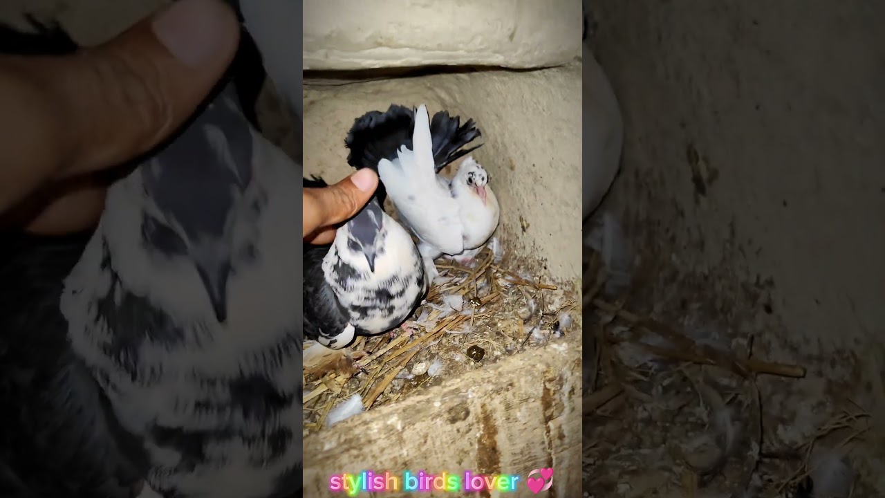 lakha pigeon videos! black lakha! laka pigeon! black fantail pigeon! lakha pigeon breeding! #pets