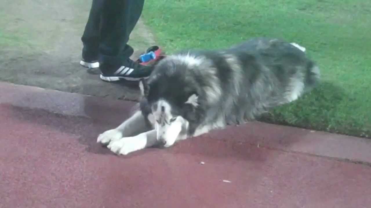 NIU Husky Diesel Orange Bowl 2013