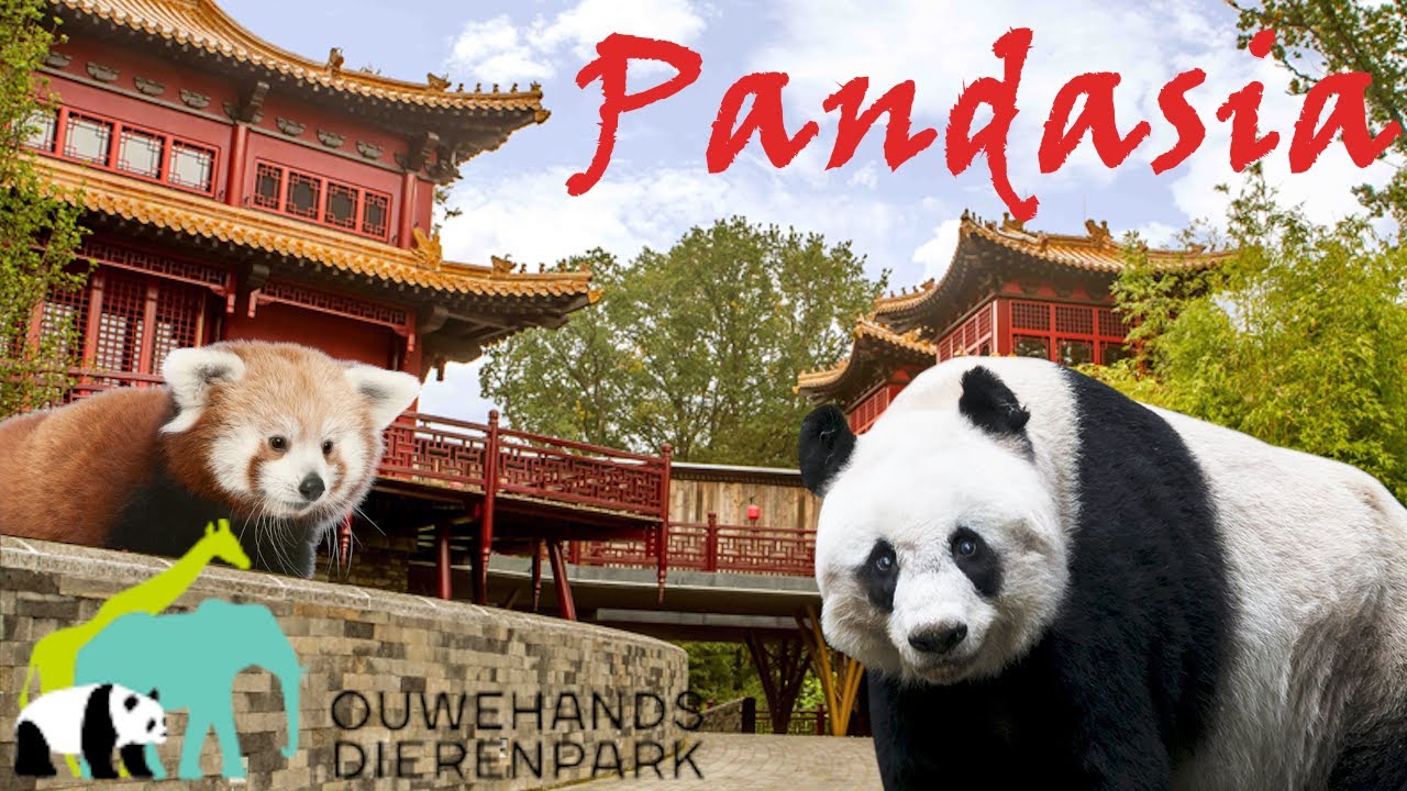 Pandasia | Zoo Tour | Ouwehands Dierenpark