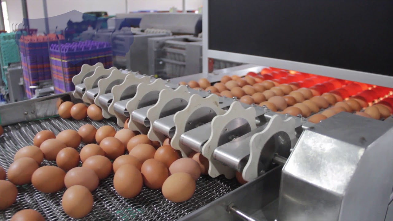 Animal Pharm, instala la primera clasificadora y empacadora de huevos Sime-Tek en La Chacra.