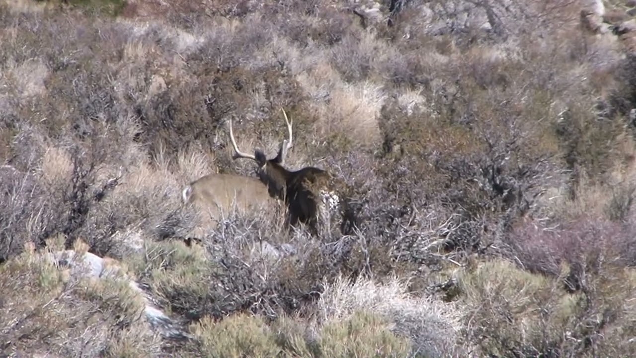 Vintage Mule Deer Bucks and More