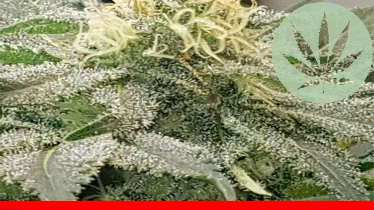 Kalashnikova - All About This Strain