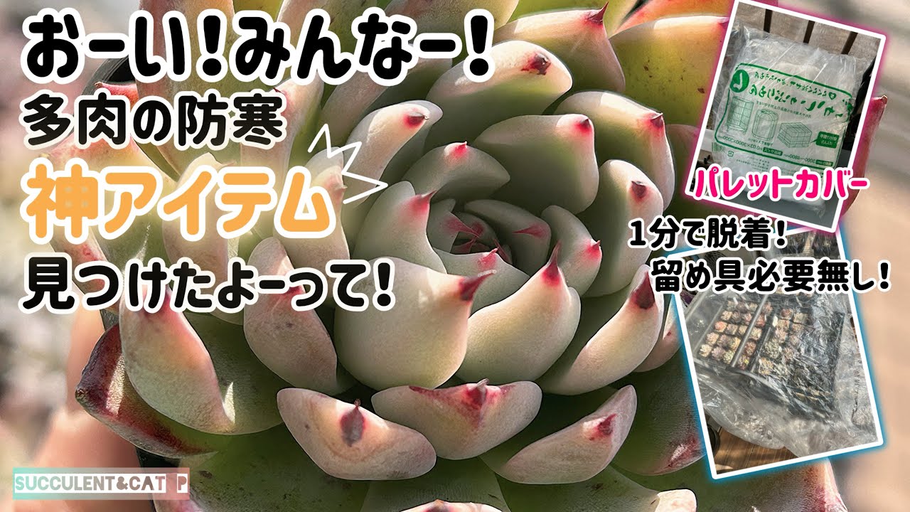 【多肉植物】 多肉#防寒に神アイテム！脱着1分！留め具も何にもいらんよ！すぐ買いなよ！ね！私言ったよ！