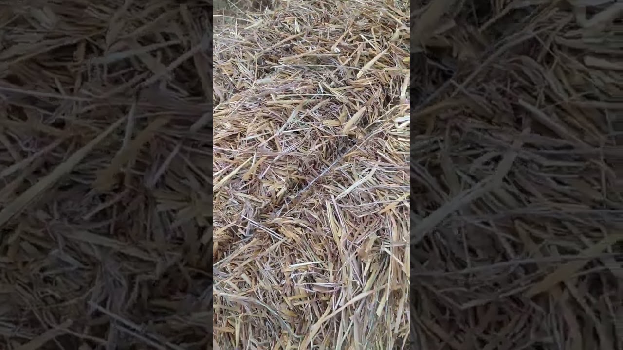 Taxıl sahəsində saman bağlama #agrar #agro #tarım #&ccedil;ift&ccedil;i  #агрономия  #агротехника