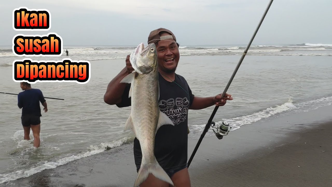 Mancing Ngoyor Di Ombak Besar Banyak Sambaran Predator