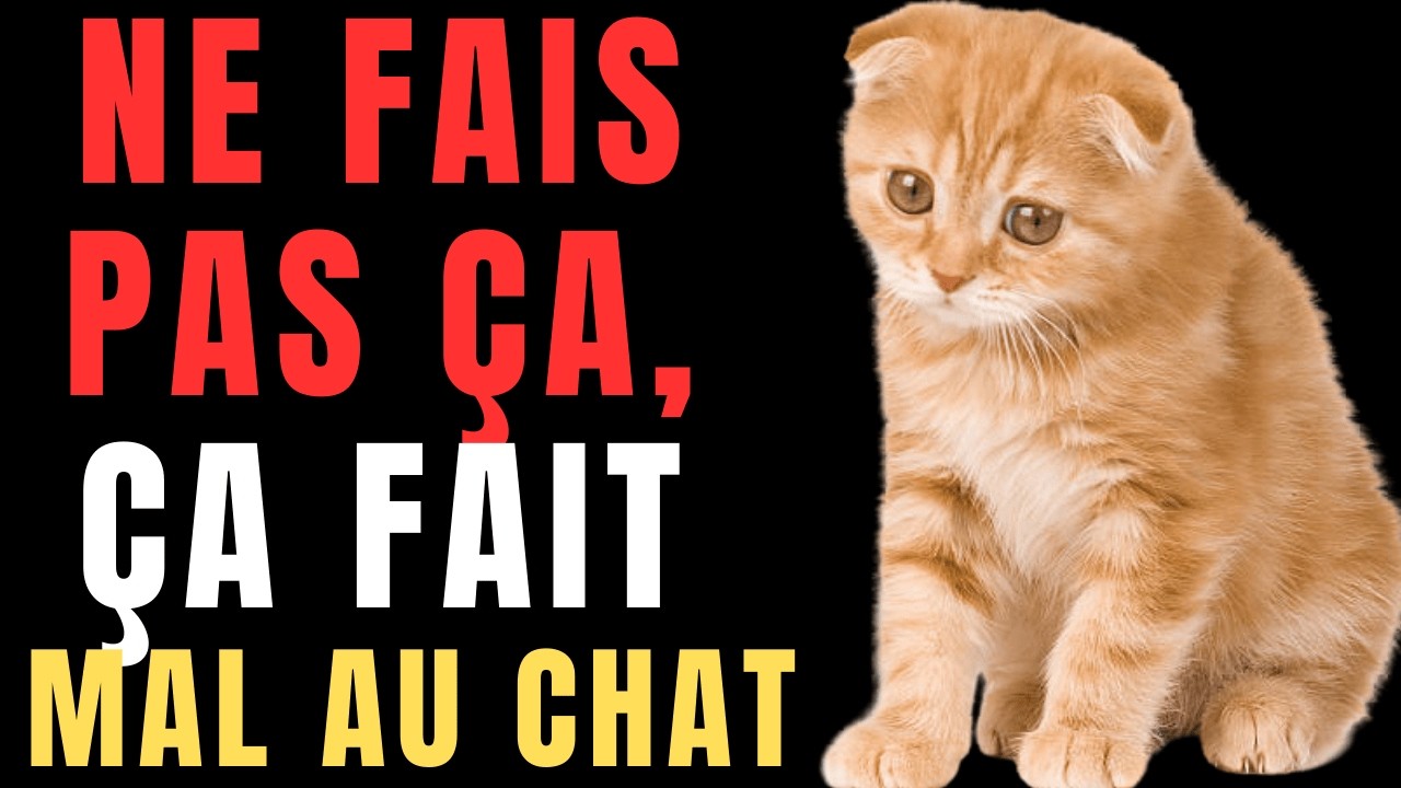 Votre chat souffre en silence : 12 habitudes « innocentes » qui le blessent chaque jour