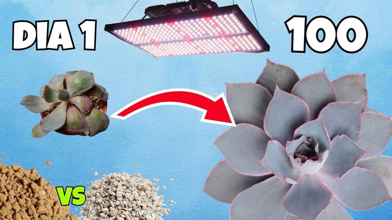 100 Días LED - Akadama Vs Lechuza - Echeverias & Hawothias