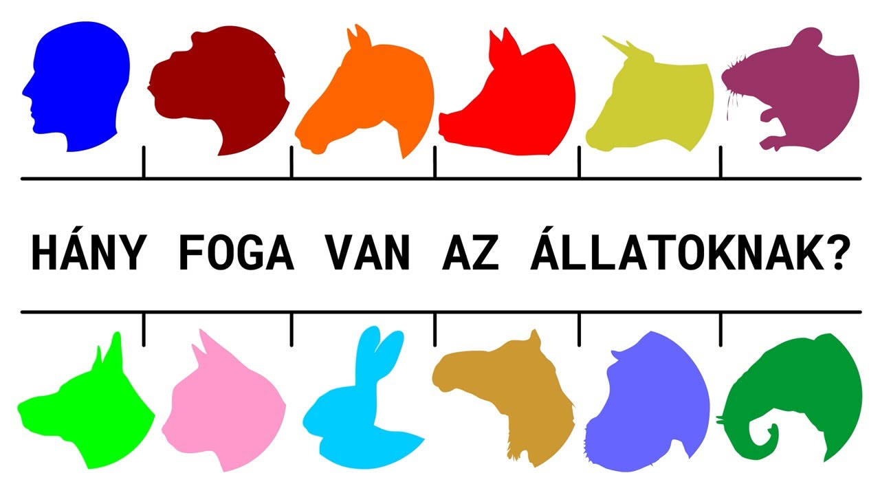 Hány foga van az állatoknak?