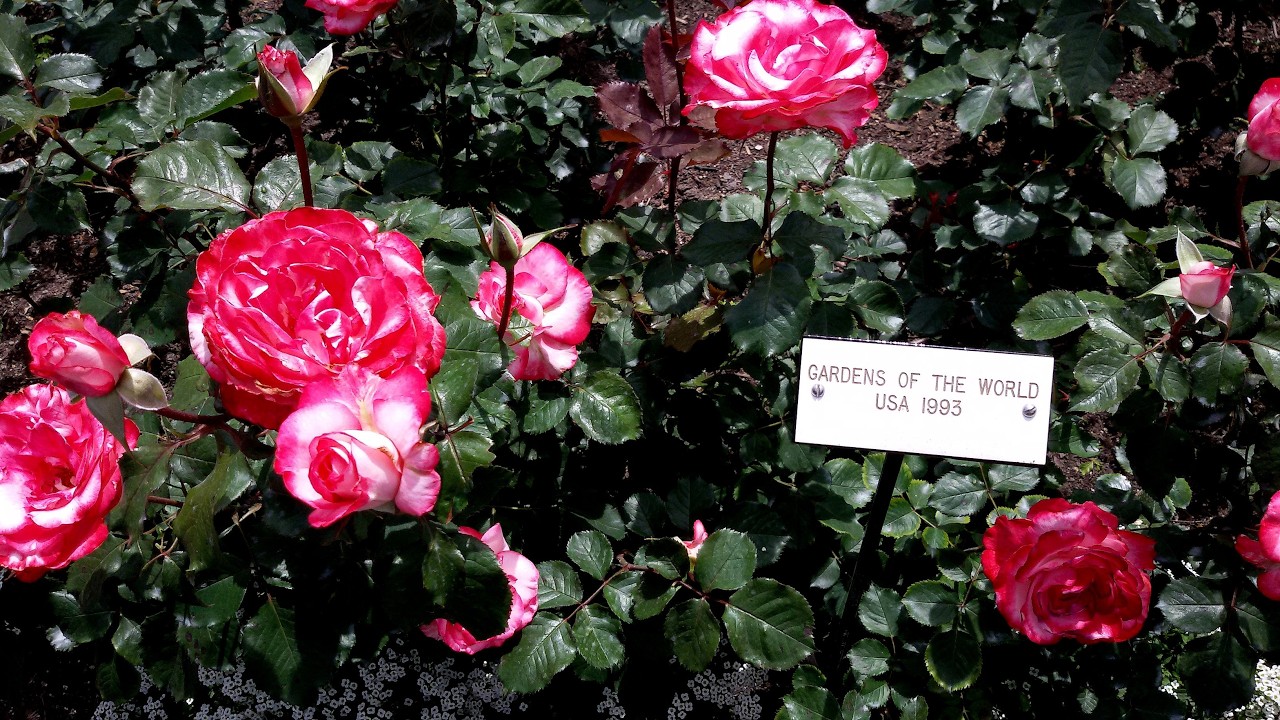 Butchart Gardens Jun 2559