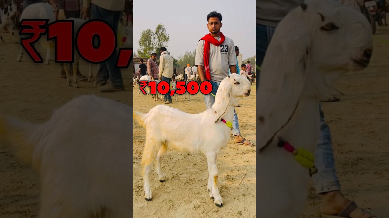 Top Quality Jamuna Pari Bakra 😍 | Raniganj Bakra Mandi UP Amethi | 