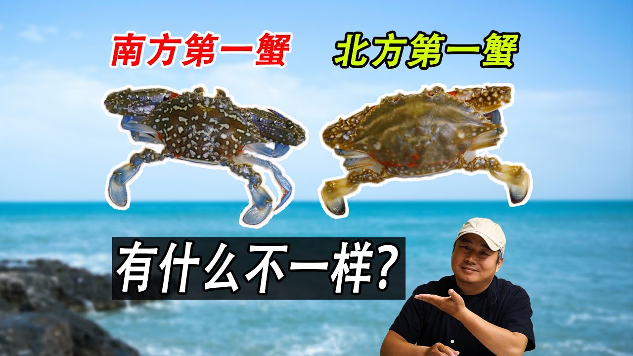南方人最爱吃的蓝花蟹，和北方人喜欢吃的梭子蟹有什么不一样？