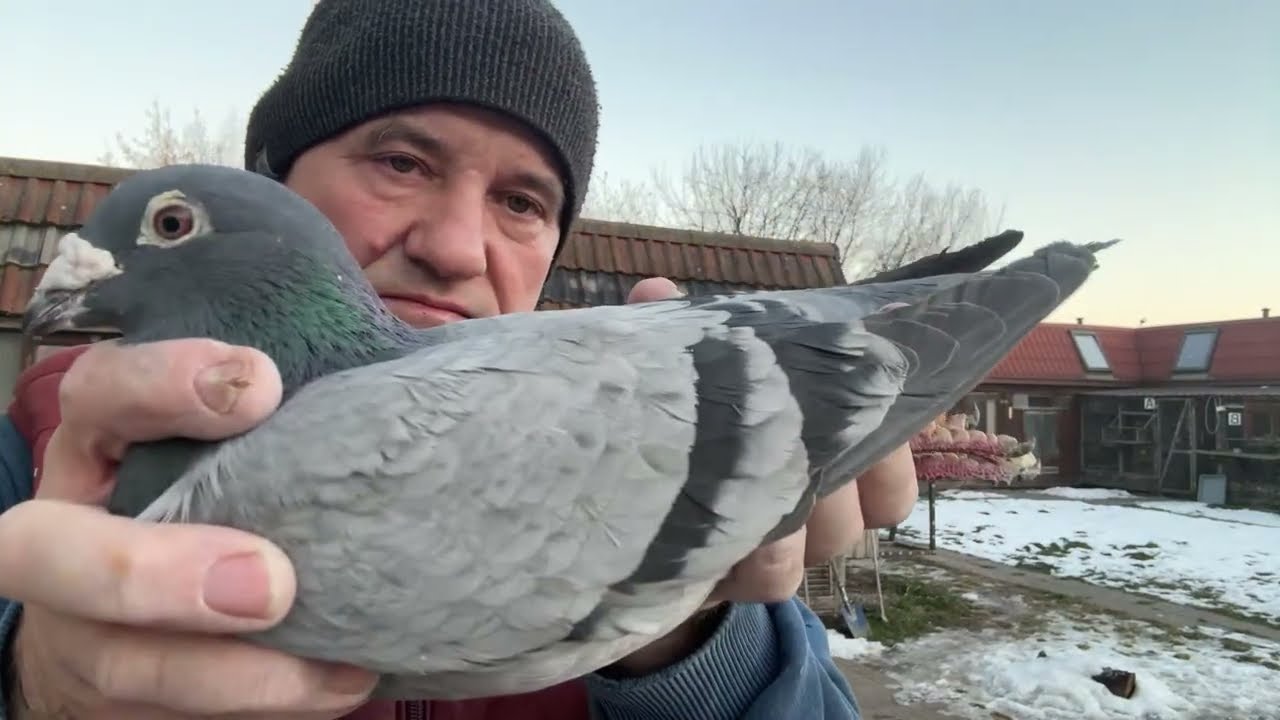 Gołębie z likwidacji hodowli-Szwajcaria Piotr Adamek czerwone Janseen Vos 513016809 Artur Pawelec