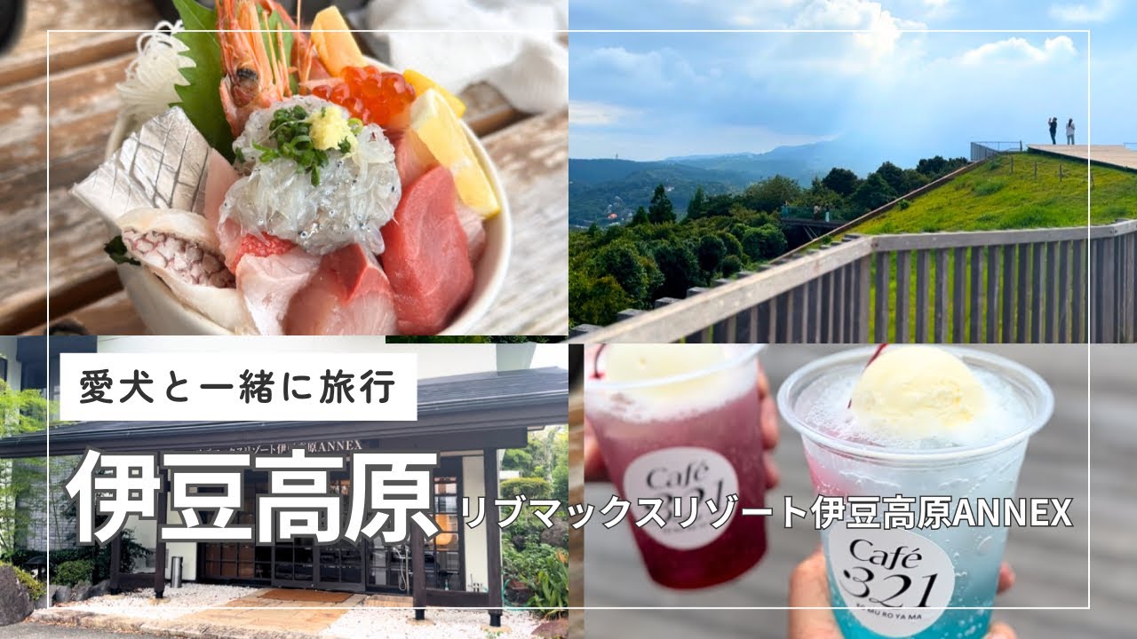 【ワンコと旅行】伊豆高原の海鮮と絶景リッジウォーク | 犬同伴OKスポット巡り＆雨の日カフェVlog