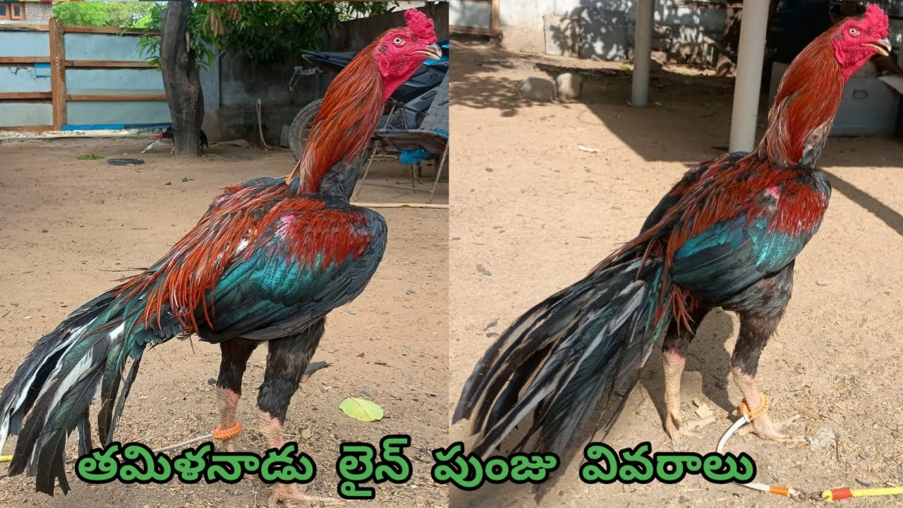 మంచి క్వాలిటీ, రంగు మరియు పనితనం గల పుంజు.PH.NO:-8074334157||#StarAseelFarms....!
