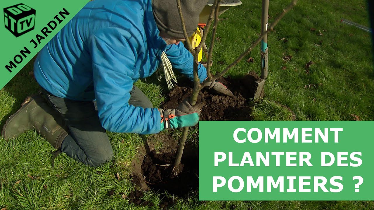Comment  planter un pommier ? | Mon jardin