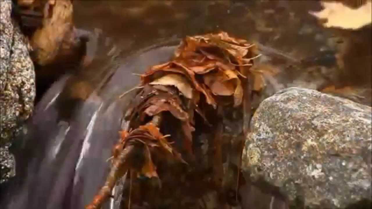 Николай Никитский¸.•*¨✿ ОСЕННИЙ СВЕТ ¸.•*¨✿ Романс