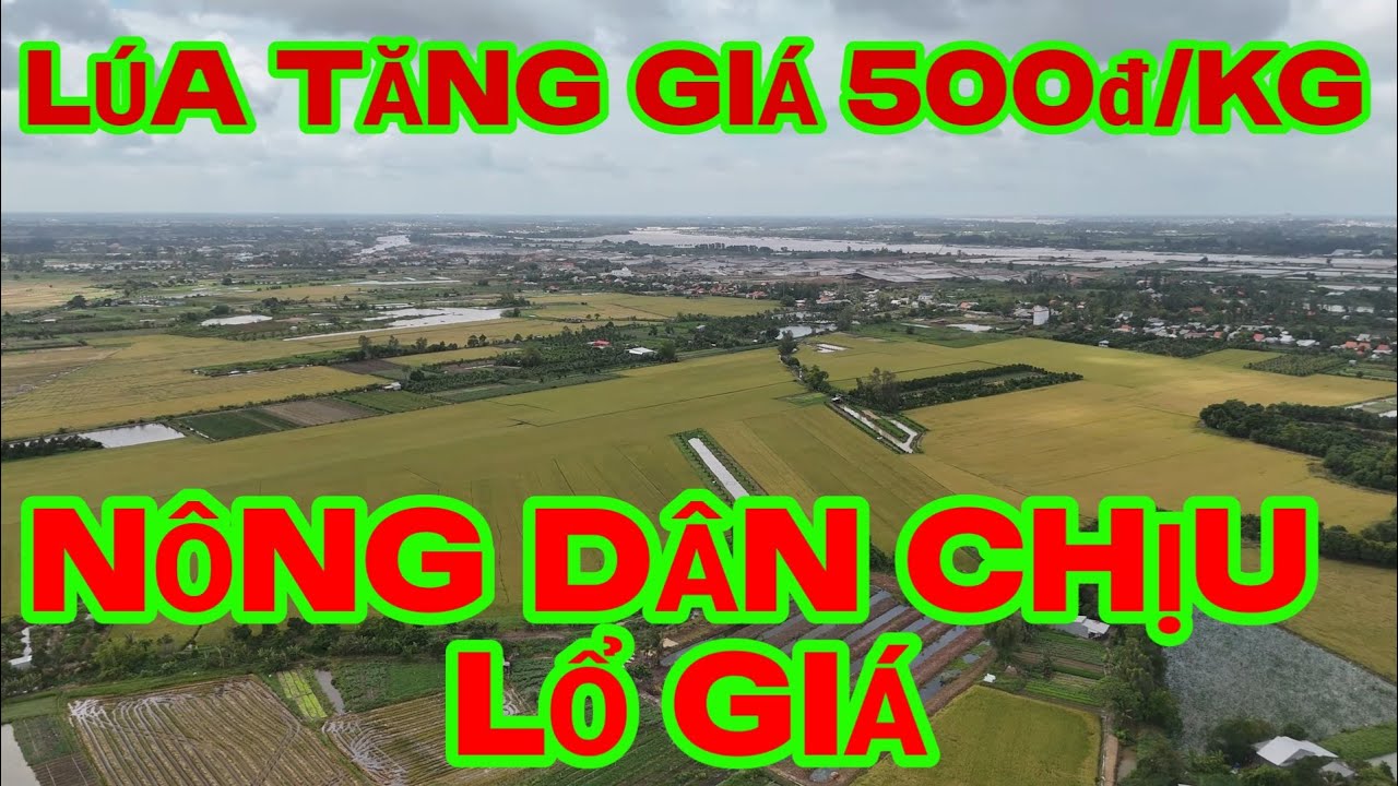 giá lúa om 18 tăng mạnh , nông dân bán 6600 giá thị trường 7100 nông dân chịu lổ giá nặng