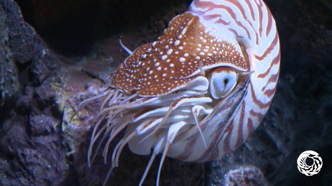 The Chambered Nautilus: A Living Link With the Past