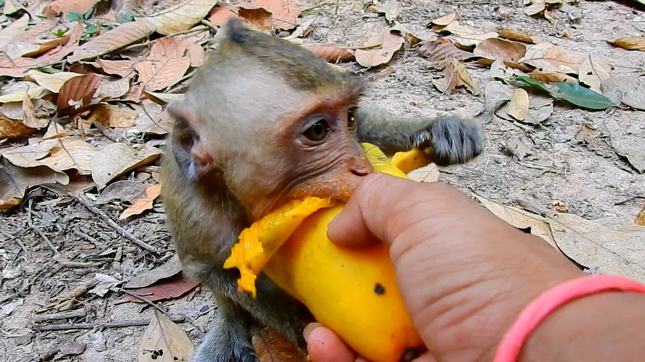 OhMyGoodness! Monkey Moby Is Very Hungry While Eating Delicious Man In PaPa Hand | @IShowMonkeyTV