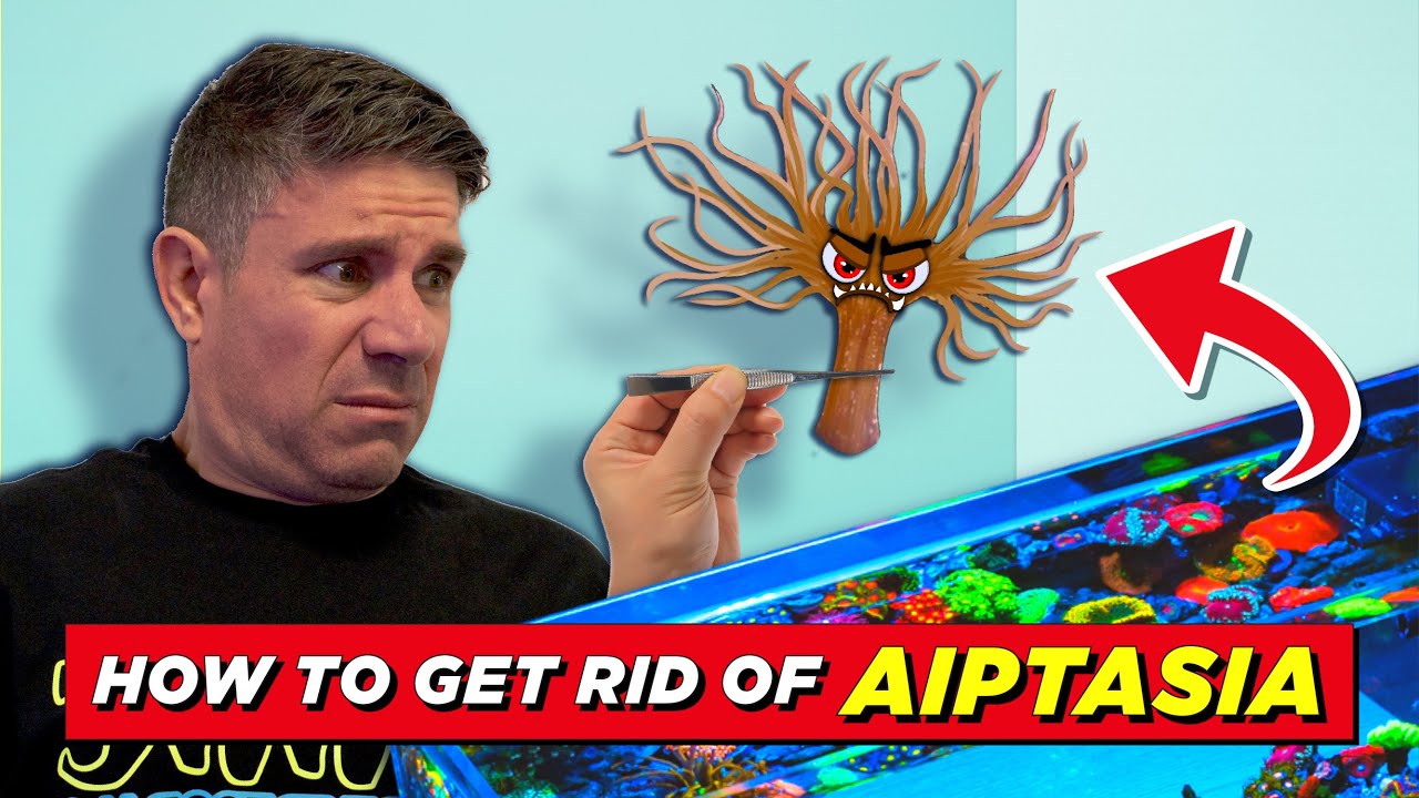 The WORST Aiptasia We've Ever Seen!!
