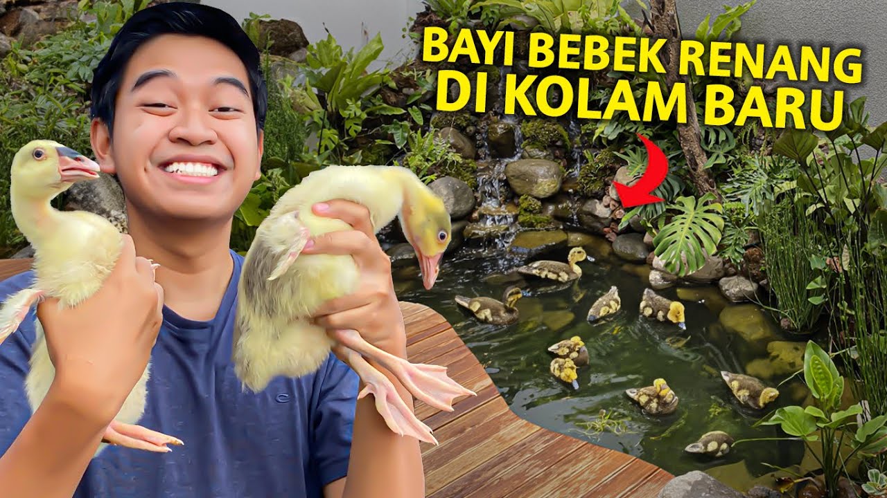 PERTAMAKALI RENANGIN ANAK ANGSA KE KOLAM BARU AKU!
