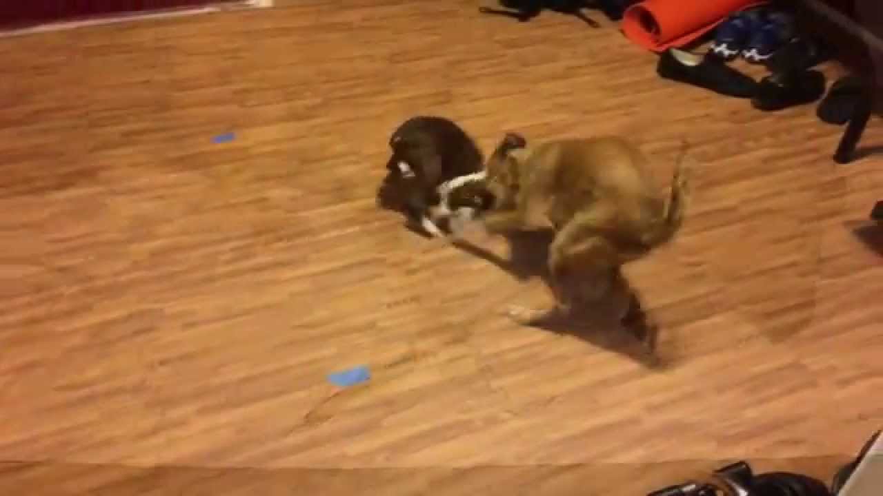 Jake Pitts VLOG Edition - Episode 6 - My dogs, 7 months in the life of.
