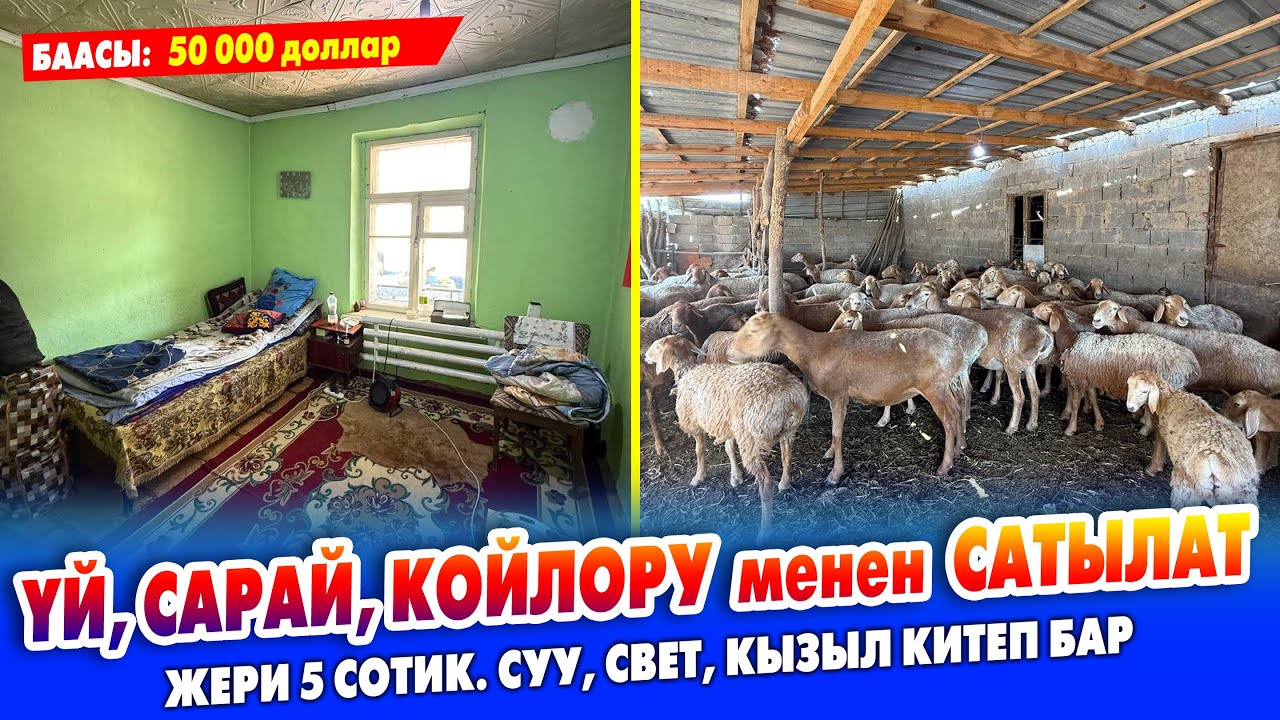 2 бөлмөлүү ҮЙ, САРАЙ, 50 баш арашан КОЙЛОРУ менен САТЫЛАТ ~ Жери 5 сотик. суу, свет, кызыл китеп бар